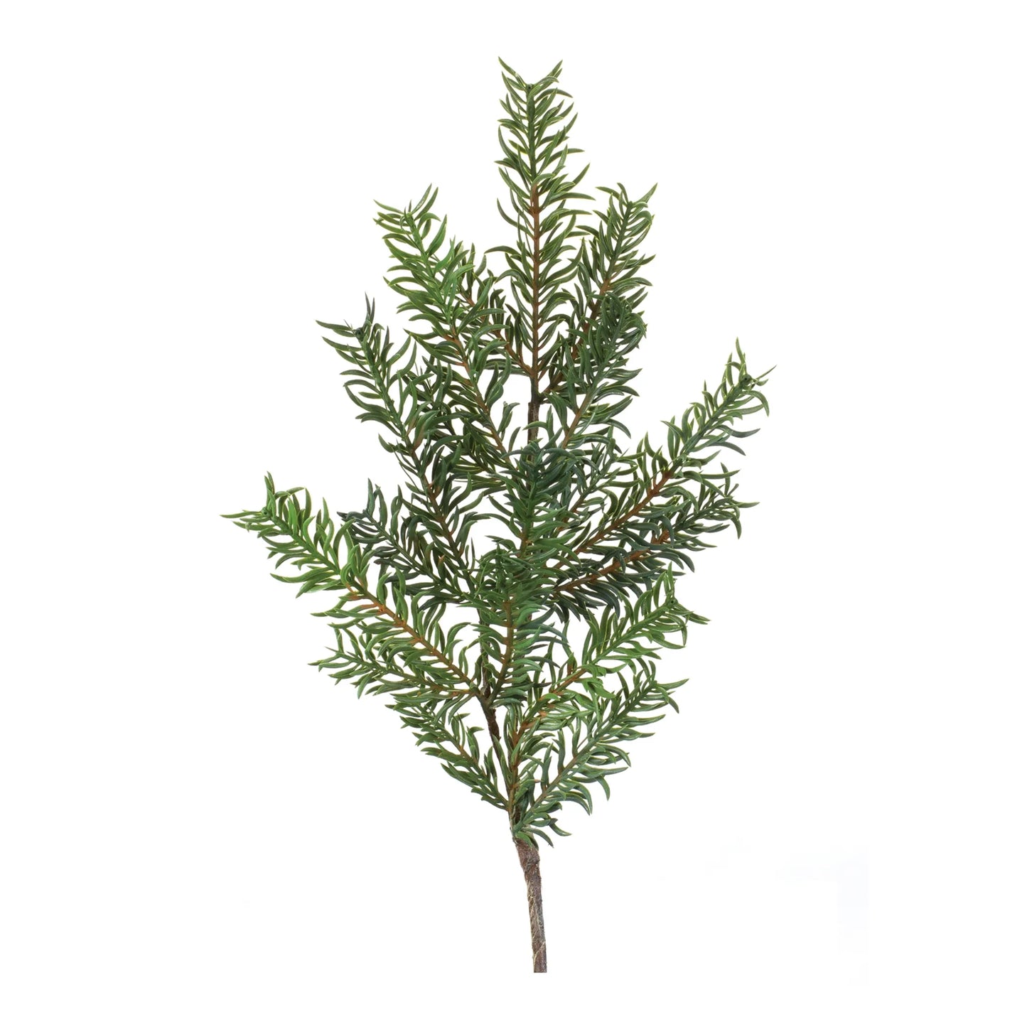 Pine Spray