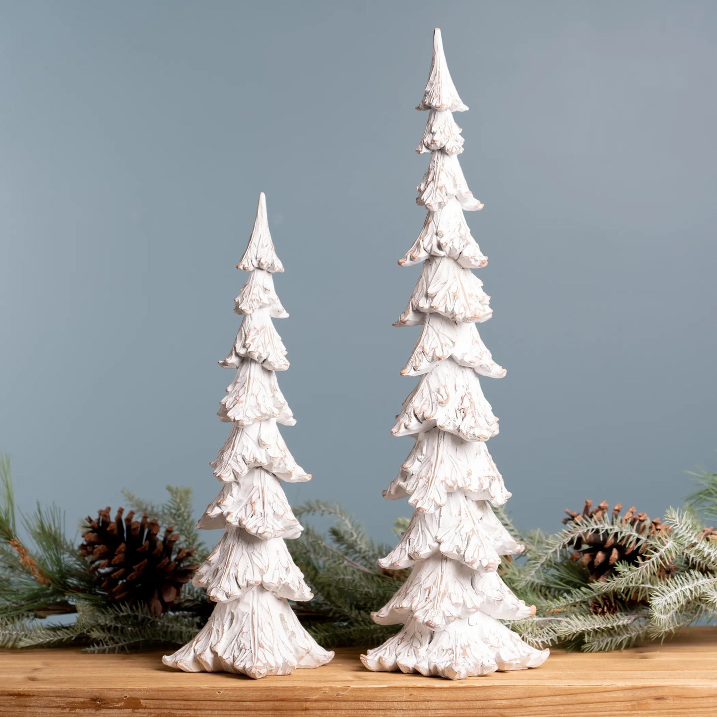 White Washed Pine Tree