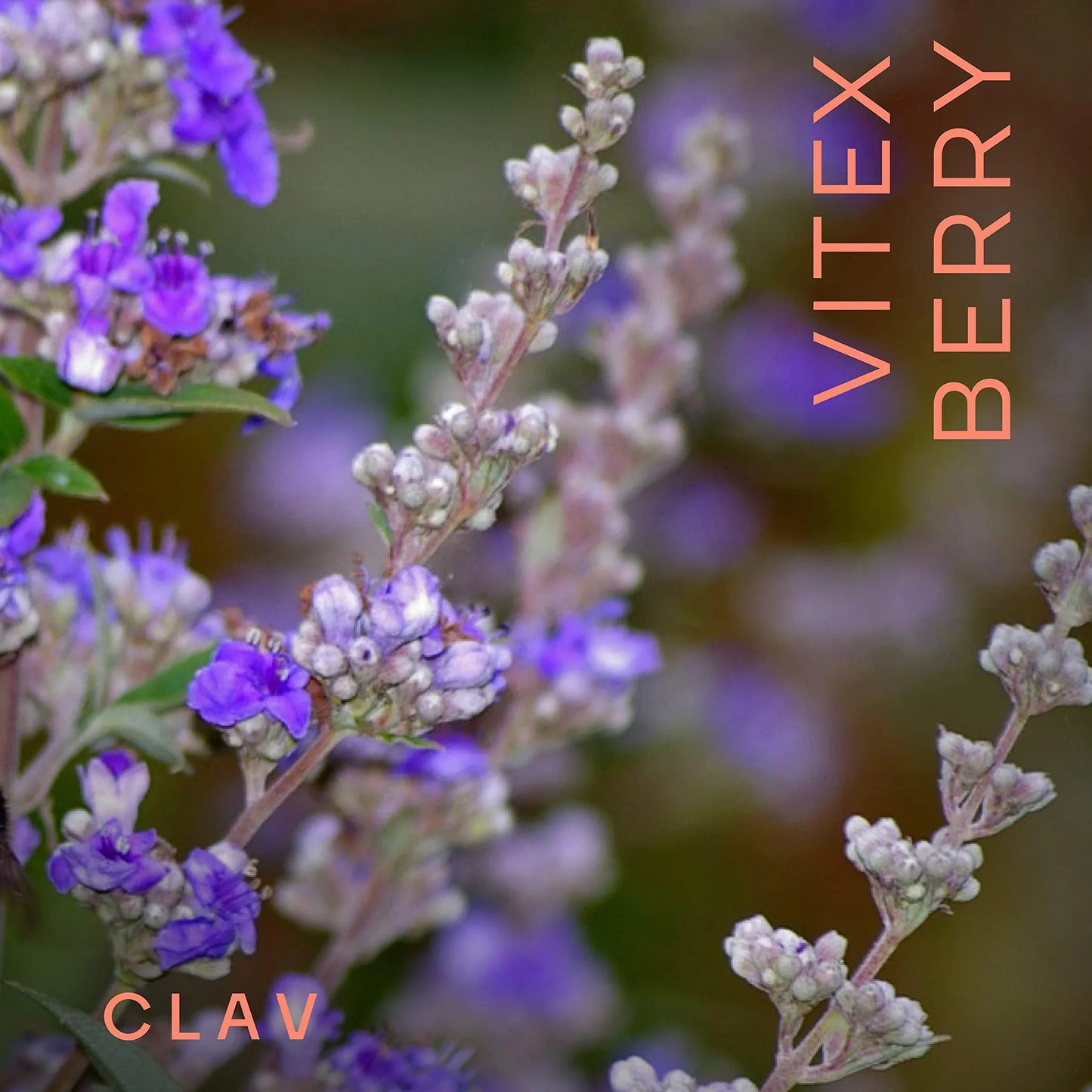 Vitex Berry Premium Chasteberry 4:1 Extract Vitex Agnus Castus