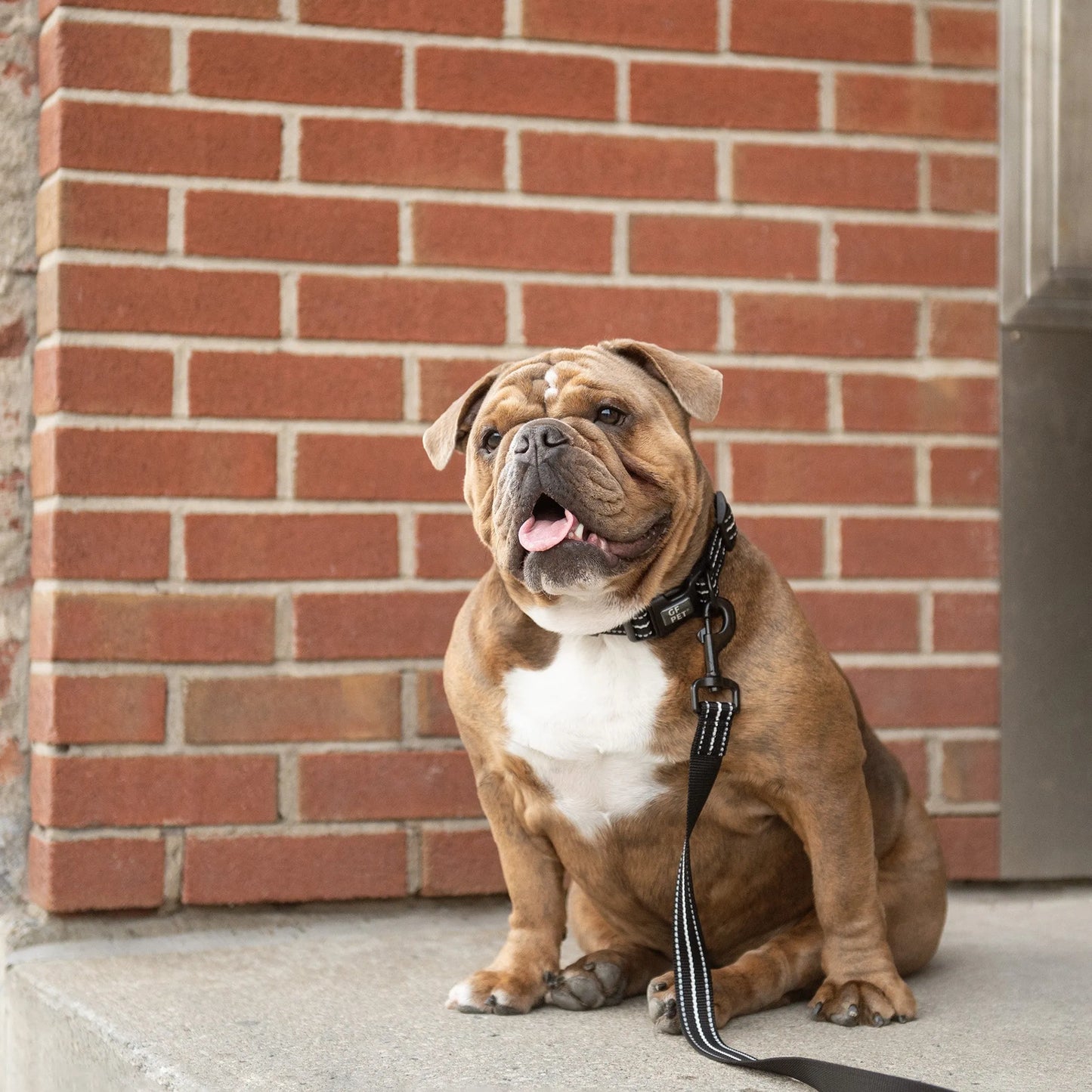 GF Pet Reflective Leash