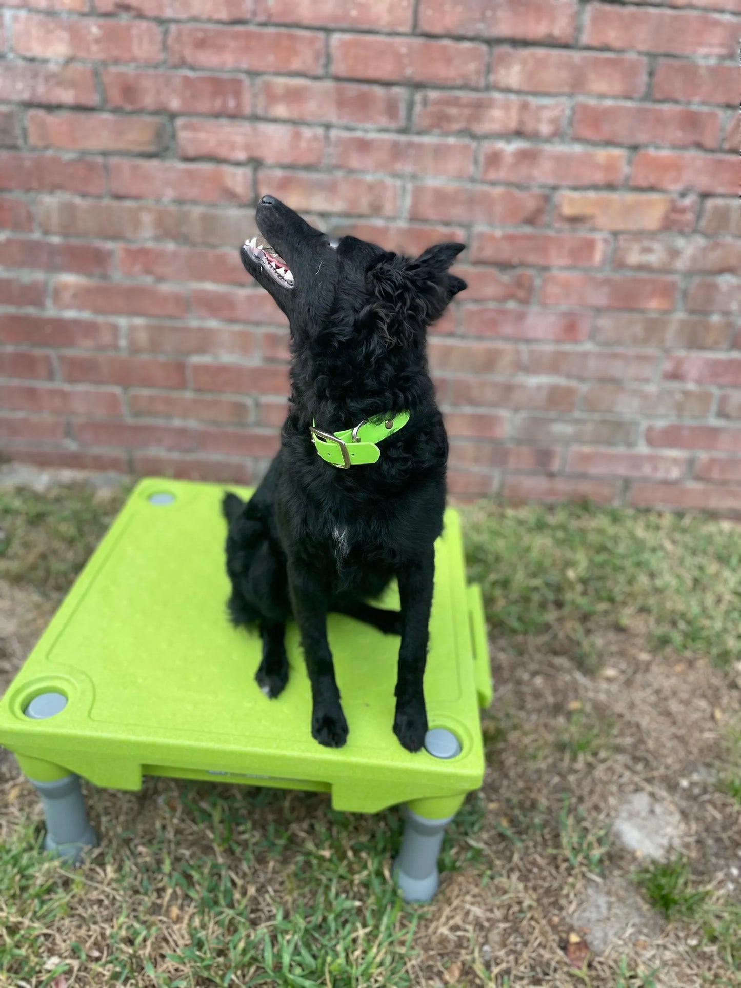 Biothane Buckle Dog Collar