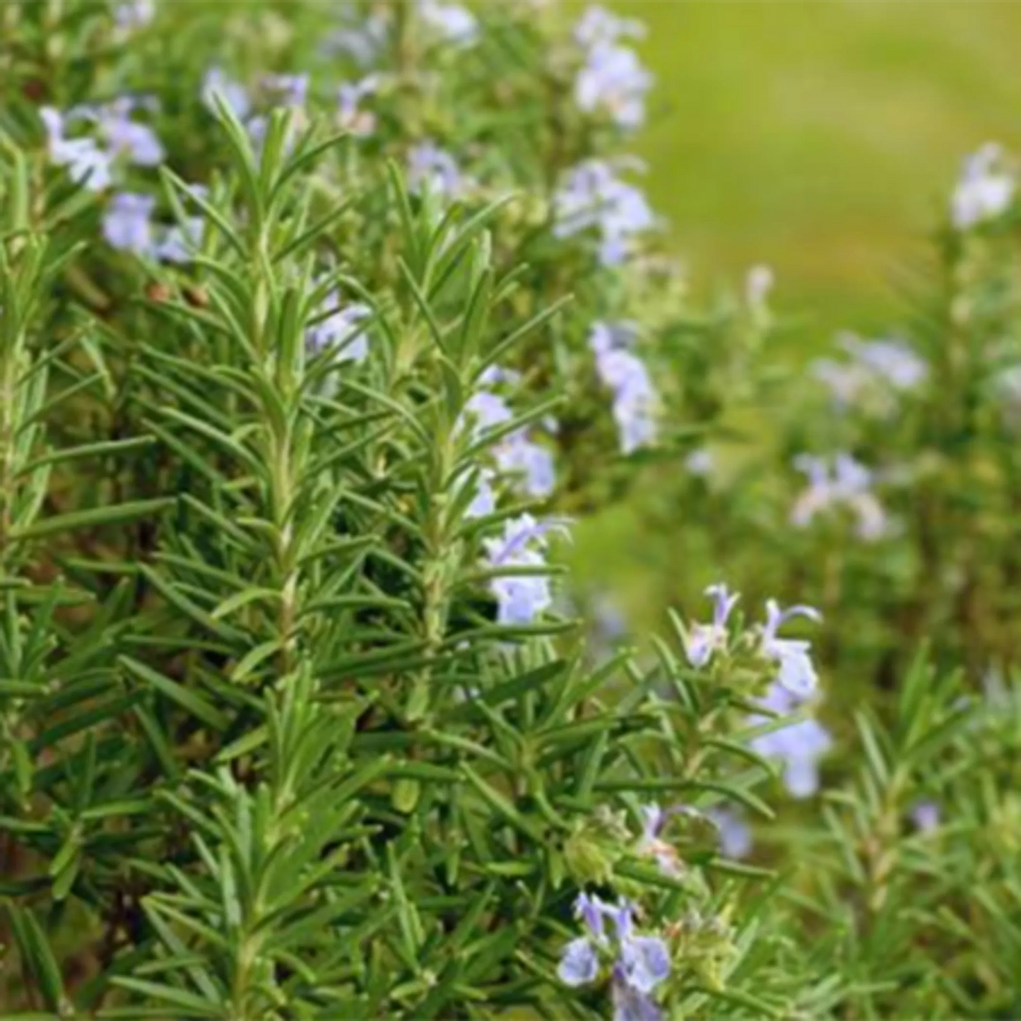 AM Illuminating Serum