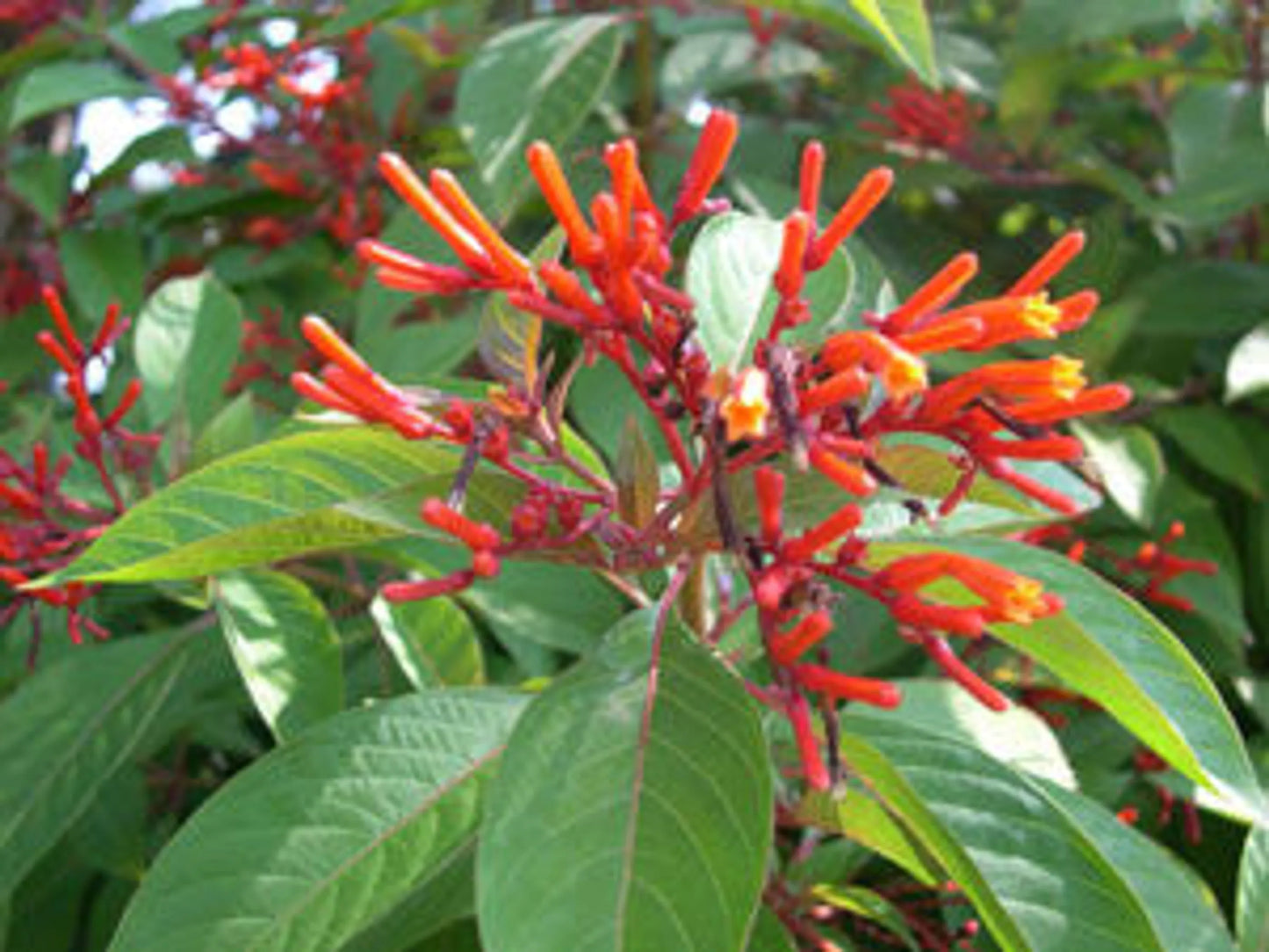 First Aid & Wound Meal Topper For Dogs And Cats*  - Internal And External First Aid Remedy*