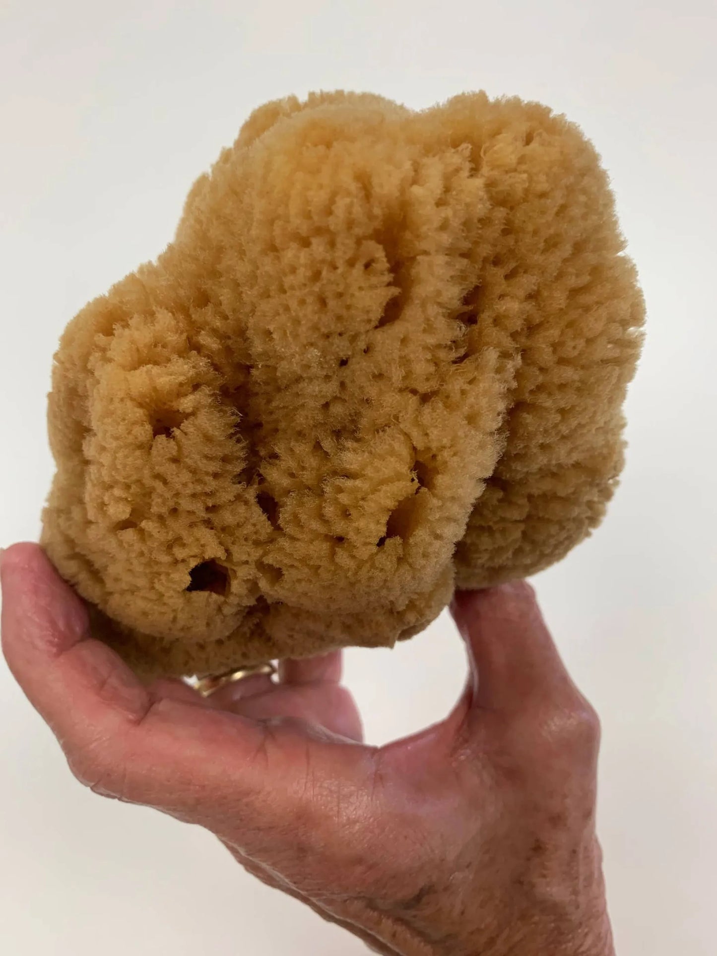 Caribbean Silk Sponge