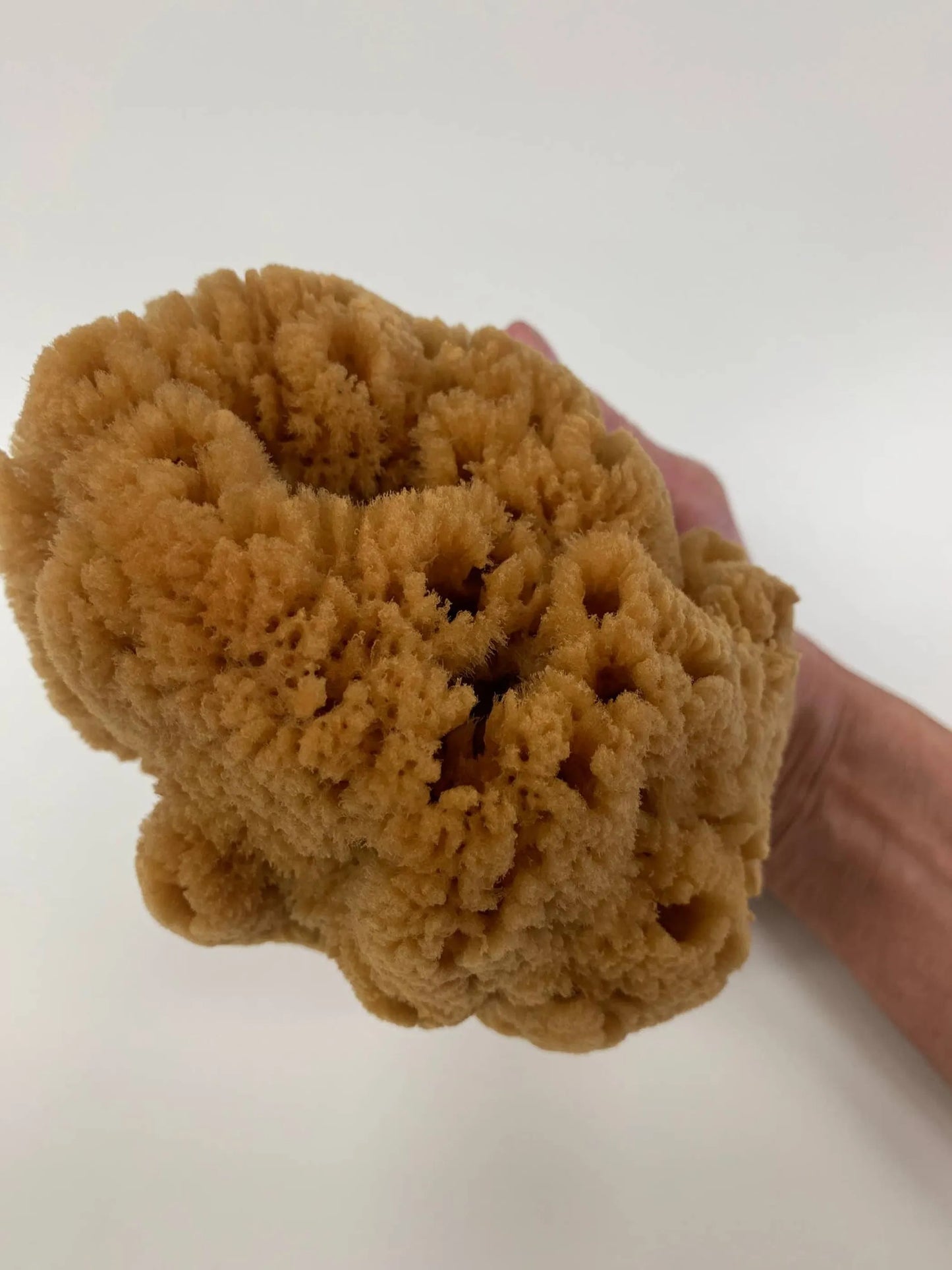 Caribbean Silk Sponge