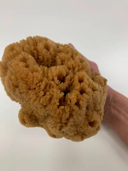 Caribbean Silk Sponge