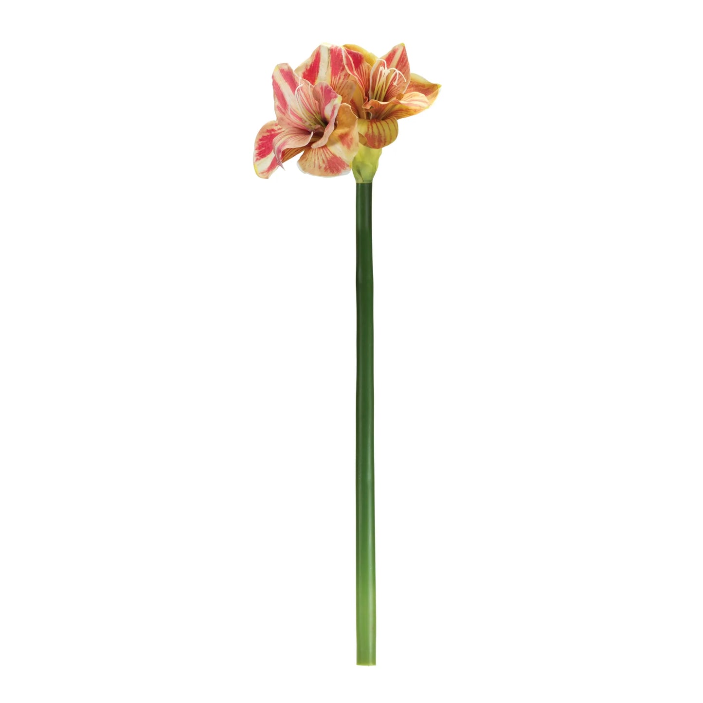 Amaryllis Flower Stem