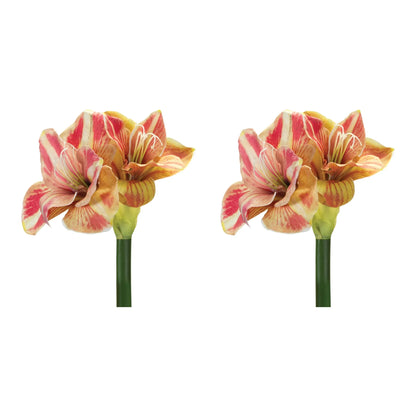 Amaryllis Flower Stem