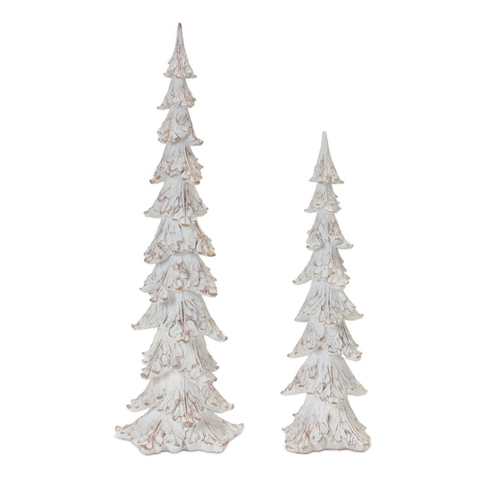 White Washed Pine Tree