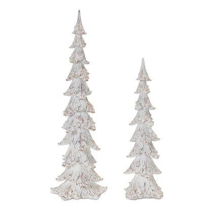 White Washed Pine Tree