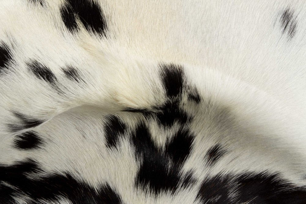 2' X 3' Black And White Cowhide Cowhide Print Hand Woven Area Rug