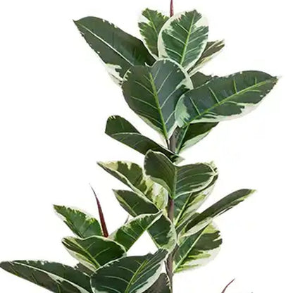 63" Green Artificial Rubber Tree In Cylindrical Black Cement Pot