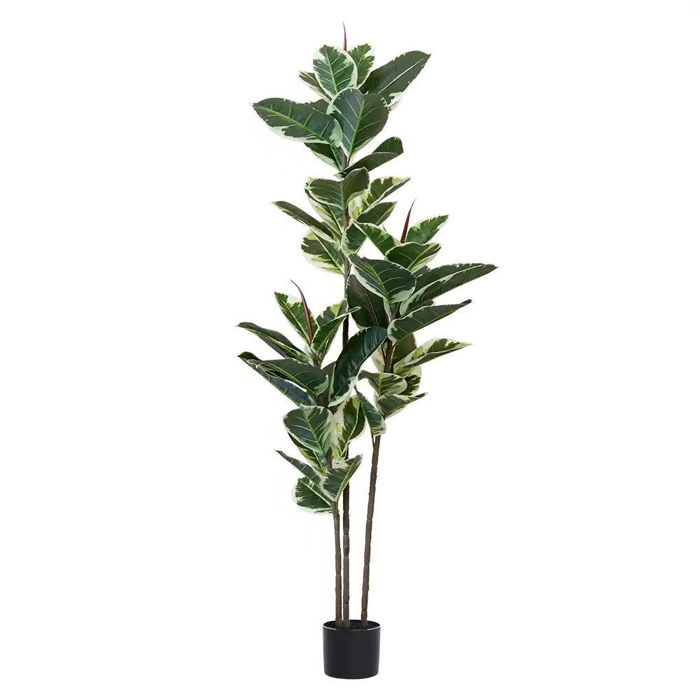 63" Green Artificial Rubber Tree In Cylindrical Black Cement Pot