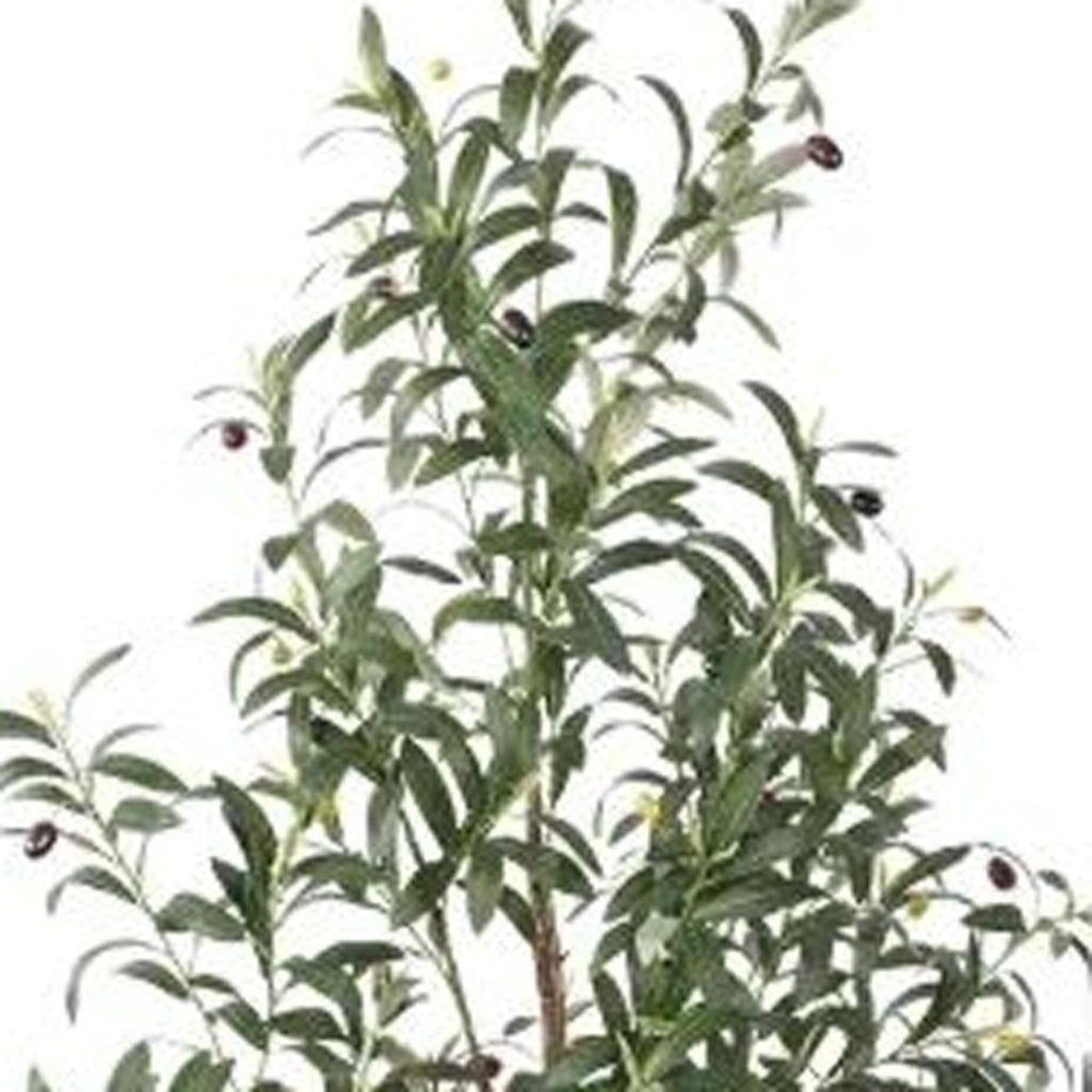 63" Green Artificial Olive Tree In Cylindrical White Cement Pot