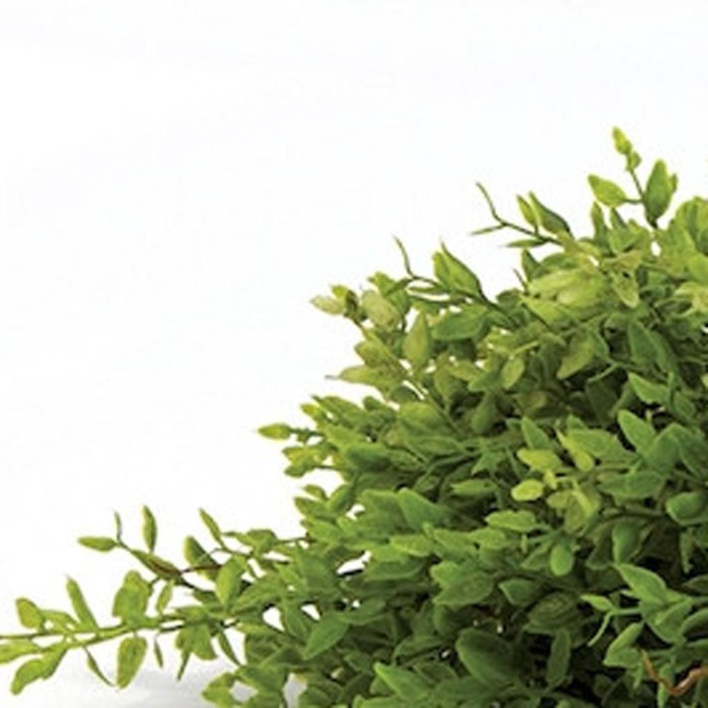 Set of Six 6" Green Artificial